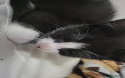 Domestic Shorthair cats for sale: Well behaved Tuxedo 8 week old kitten  - Image 5