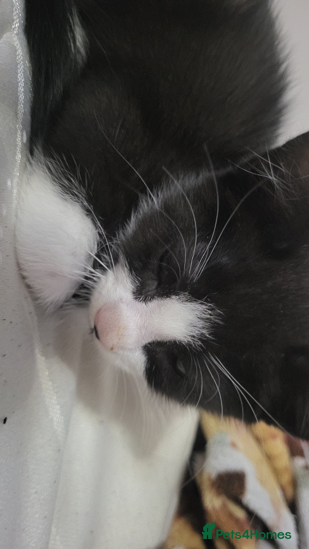 Domestic Shorthair cats for sale: Well behaved Tuxedo 8 week old kitten  - Image 5