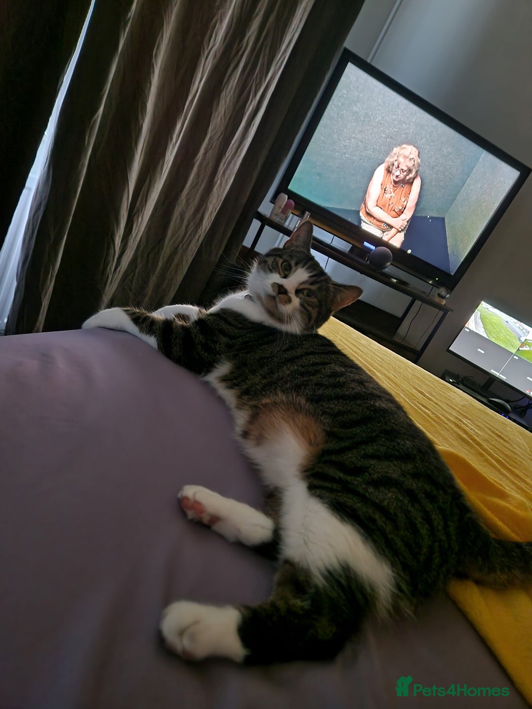 British Shorthair cats for sale: Smokey - Advert 2