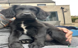 Mixed Breed dogs for sale: * Spangold Retrievers 2 beautiful boys left * - Image 5