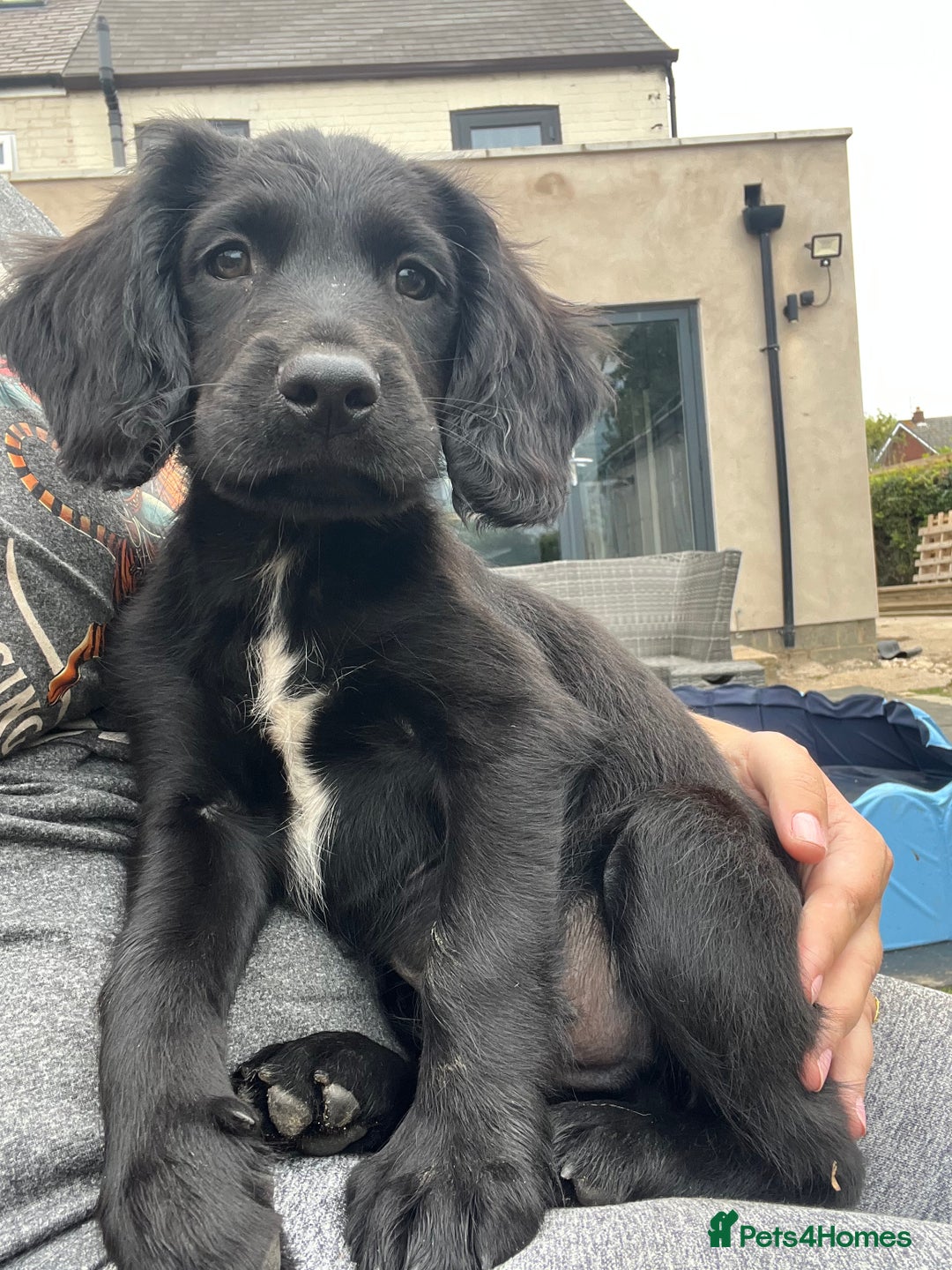 Mixed Breed dogs for sale: * Spangold Retrievers 2 beautiful boys left * - Image 5