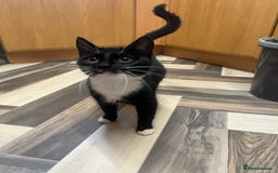 Mixed Breed cats for sale: 3 beautiful tabby kittens ♥️ - Image 12