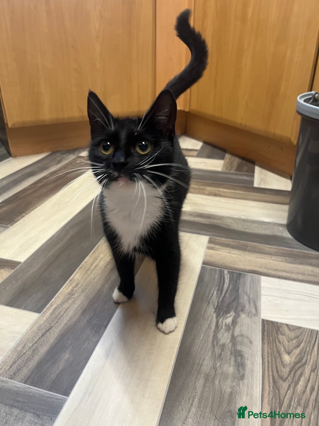 Mixed Breed cats for sale: 3 beautiful tabby kittens ♥️ - Image 12