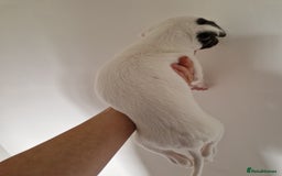 Whippet dogs for sale: Heart and Health checked KC Blue Whippets. - Image 14