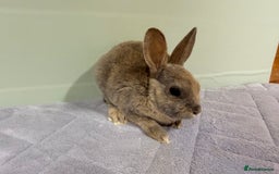 Rex rabbits for sale: Mini Rex's ‼️NOW AVAILABLE ‼️ 9 weeks old  - Advert 14