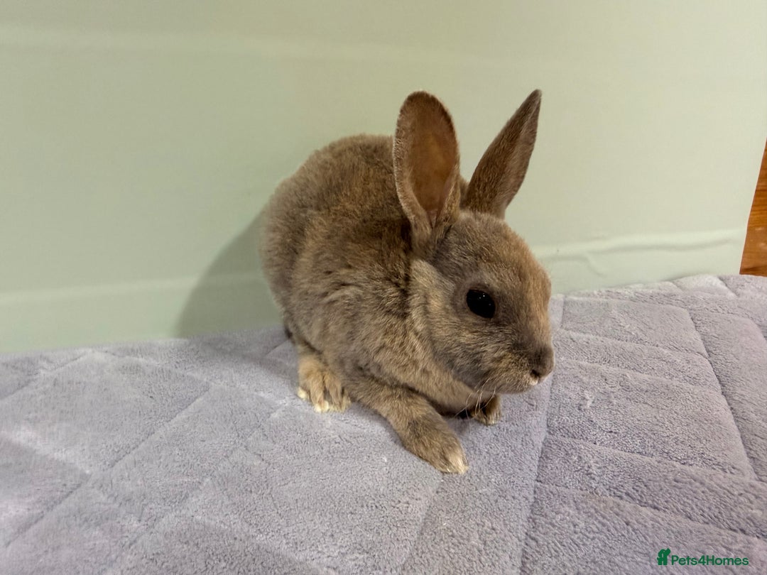 Rex rabbits for sale: Mini Rex's ‼️NOW AVAILABLE ‼️ 9 weeks old  - Advert 14