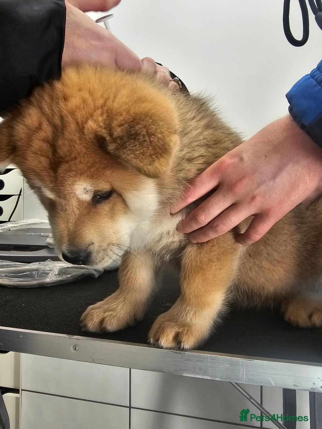 Mixed Breed dogs for sale: Chowsky puppies ready to go chow x siberian husky - Advert 20