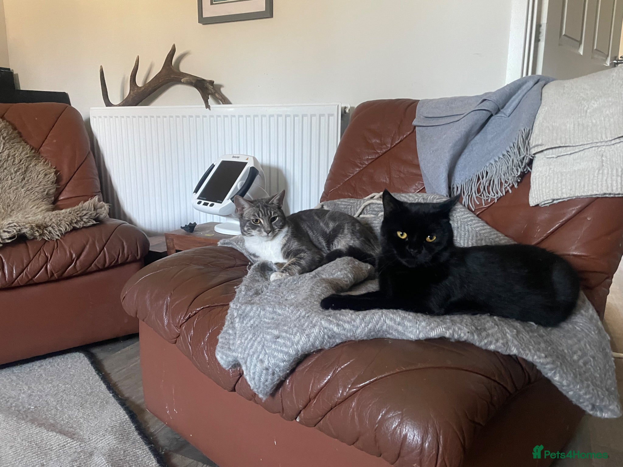British Shorthair cats Gorgeous British Short Hair x Snow Bengal Kittens - Advert 1