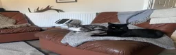 British Shorthair cats for sale: Gorgeous British Short Hair x Snow Bengal Kittens - Advert 1