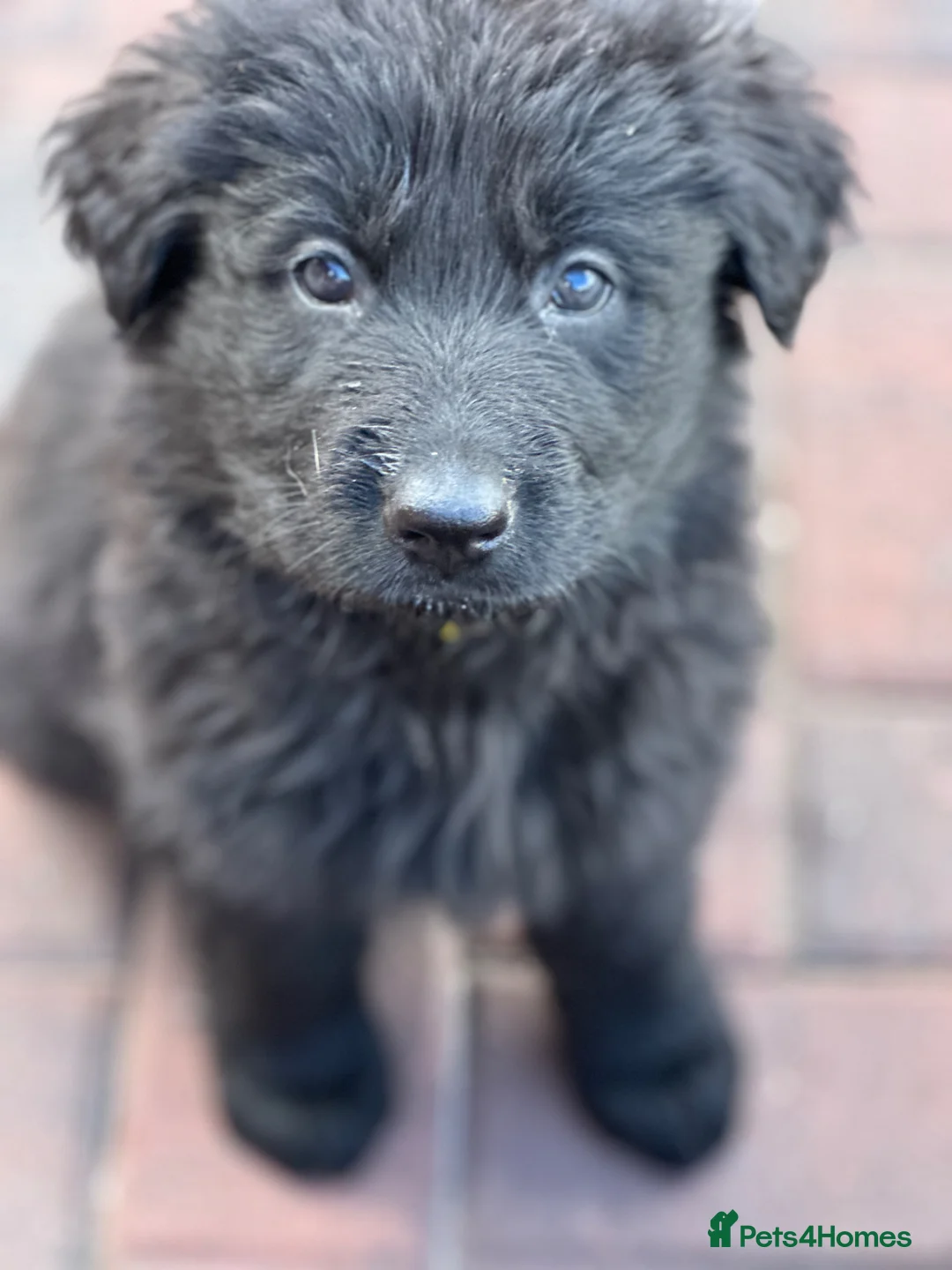 German Shepherd dogs for sale: german shepherd  in Barnsley - Advert 9