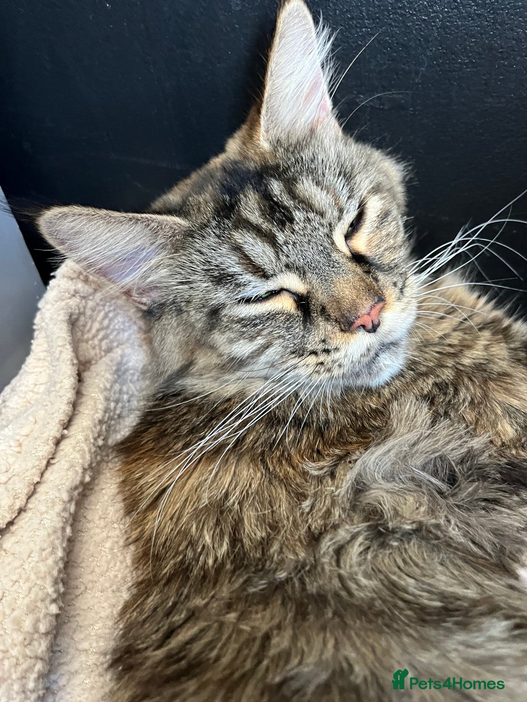 Maine Coon cats for sale: Stunning Half Maine coon kittens  - Image 38