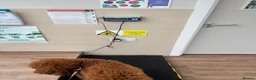 Miniature Poodle dogs for stud: Teddy  KC registered DNA checked miniature poodle  - Advert 3