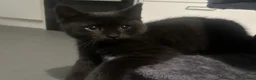 British Shorthair cats for sale: 🐾British short hair girl 🐾 - Advert 5