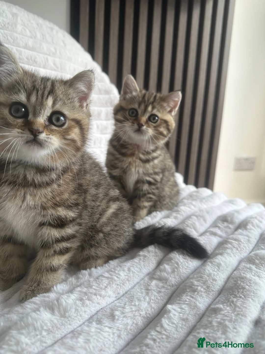 British Shorthair cats for sale: 😻Beautiful British Shorthair Kittens 🐈‍⬛ 🩷💙 - Advert 2