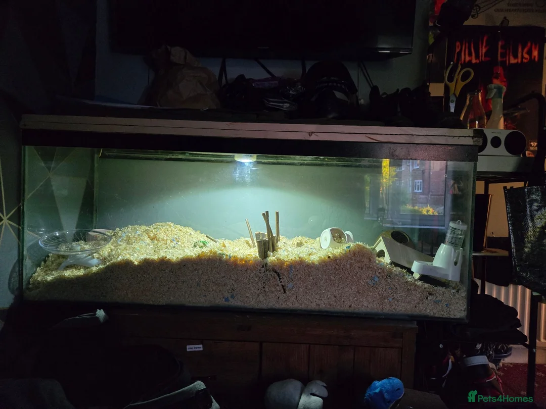 Hamster rodents for sale: Hamster and gerbilarium  in Stoke-on-Trent - Advert 2