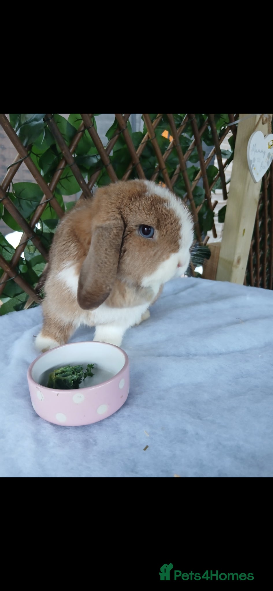 Mini Lop rabbits Mini lops looking for their new homes - Advert 11