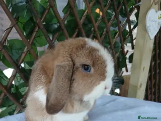 Mini Lop rabbits Mini lops looking for their new homes - Advert 11