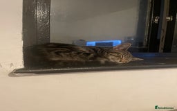 Domestic Shorthair cats for sale: Adorable 9-Week-Old Kittens!  - Image 4