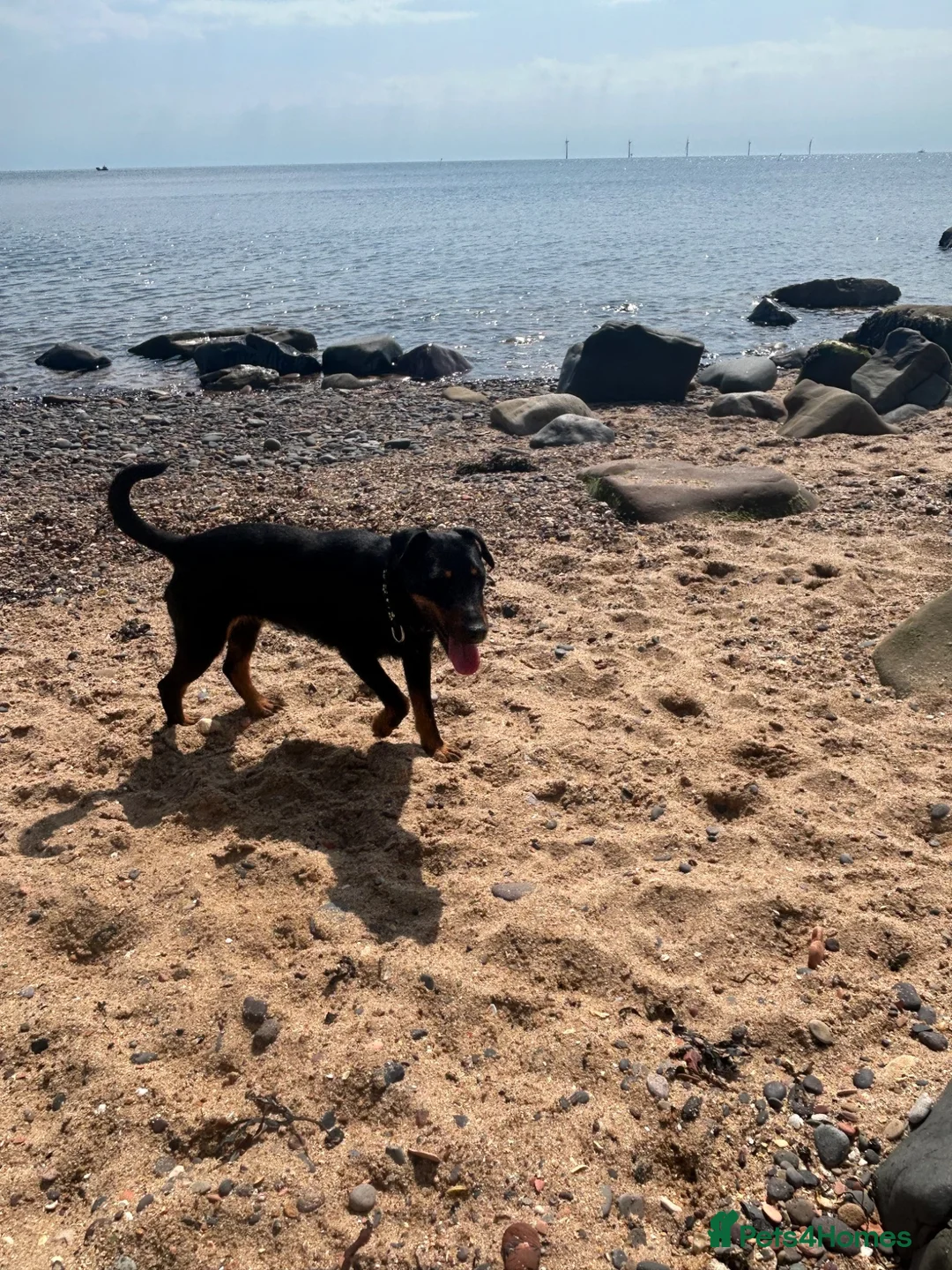Jagdterrier dogs for sale: Jagd terrier.  in Newbiggin-by-the-Sea - Advert 1
