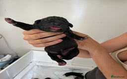 Cane Corso dogs for sale: Gorgeous cane Corso puppies - Image 3