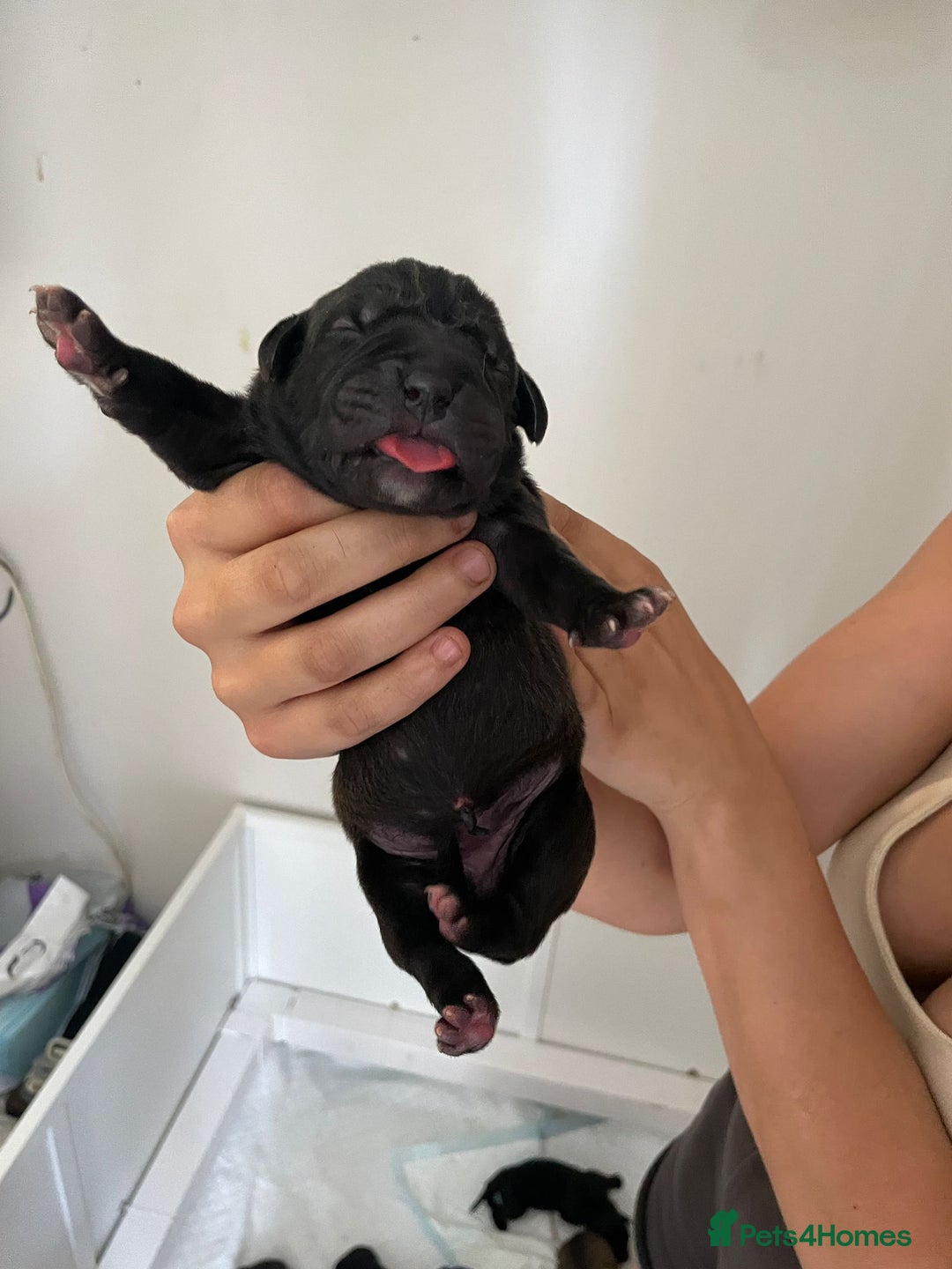 Cane Corso dogs for sale: Gorgeous cane Corso puppies - Image 3