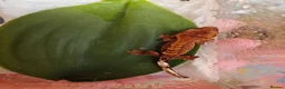 Gecko reptiles for sale: Unsexed baby crested geckos - Advert 15
