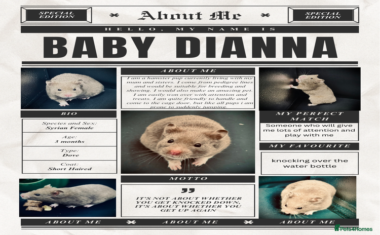 Hamster rodents - Advert 4