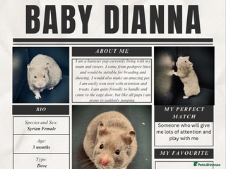 Hamster rodents - Advert 36