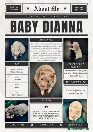 Hamster rodents - Advert 4