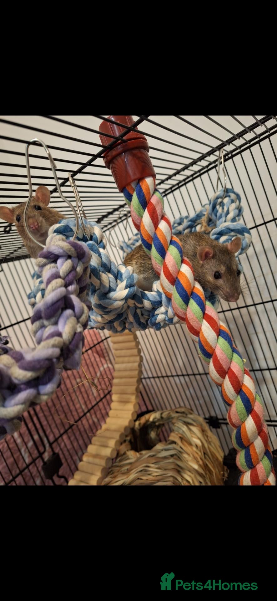 Rat rodents 2 male rats, lovely boys  - Advert 12
