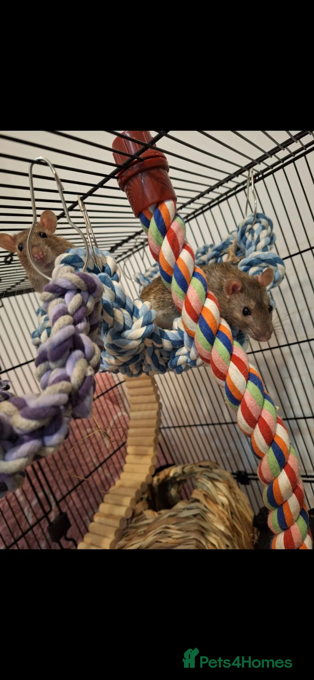 Rat rodents for sale: 2 male rats, lovely boys  - Advert 1