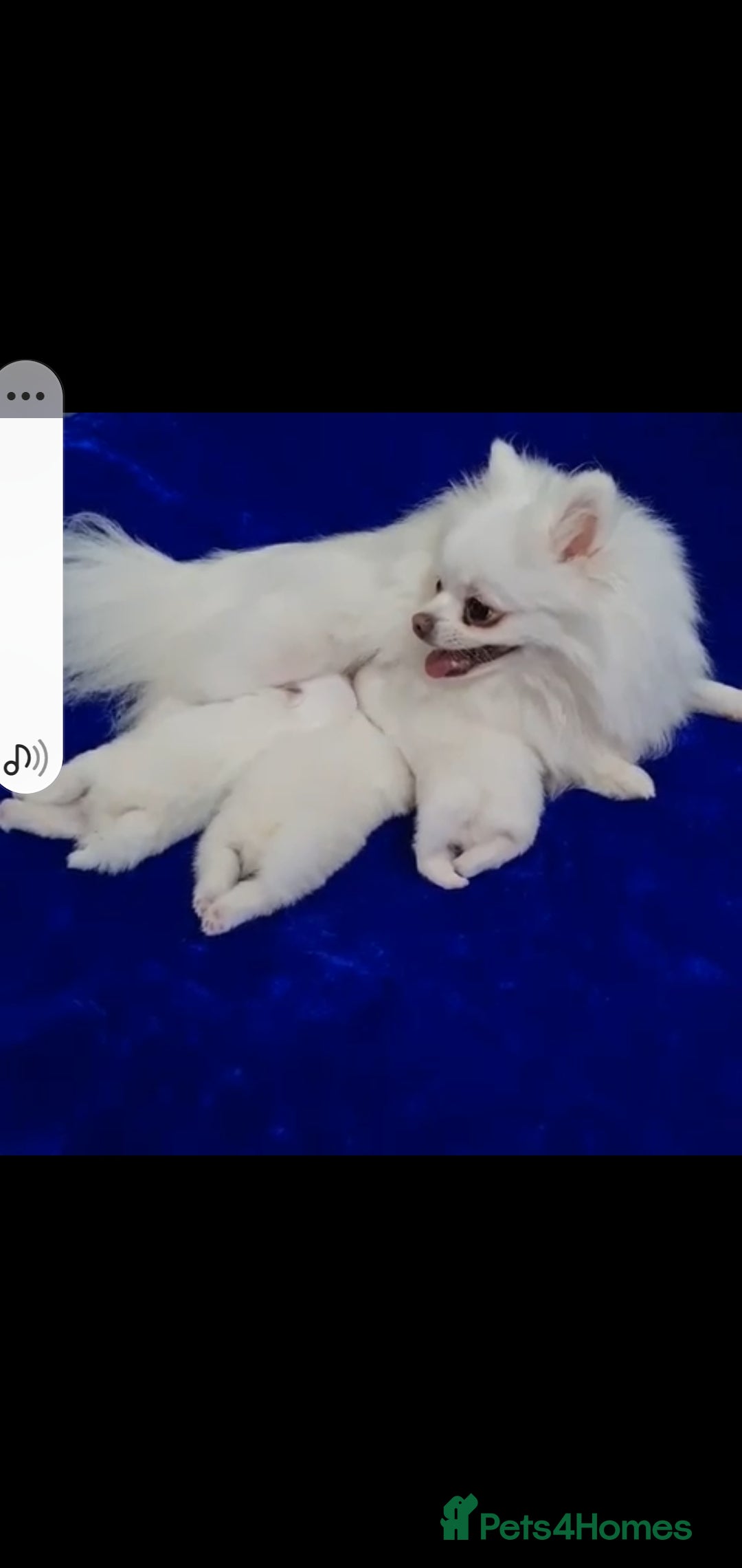 Pomeranian dogs for sale: Quality Pure white pomeranian puppies  - Advert 2