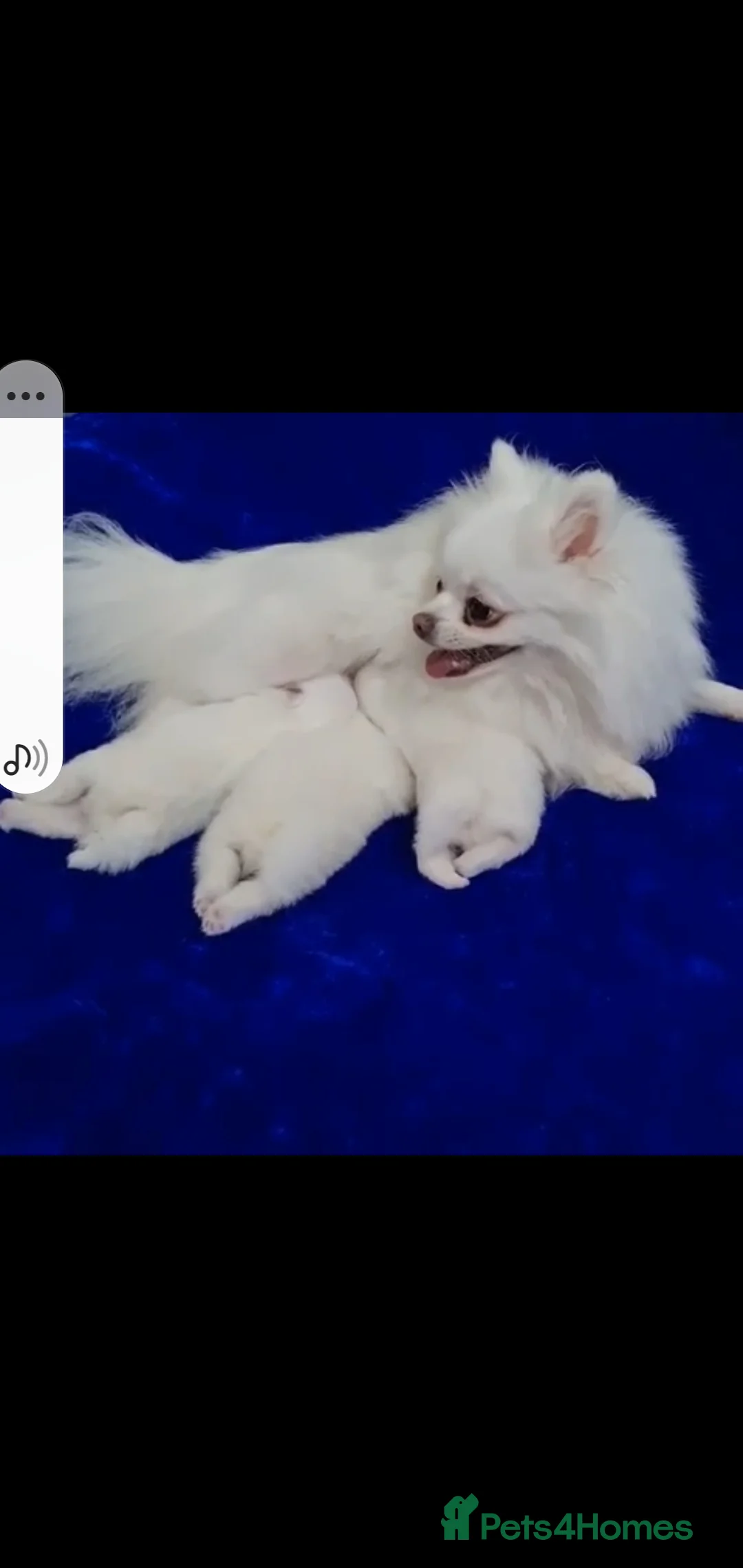 Pomeranian dogs for sale:  Pure white pomeranian puppies ready to leave  - Advert 4