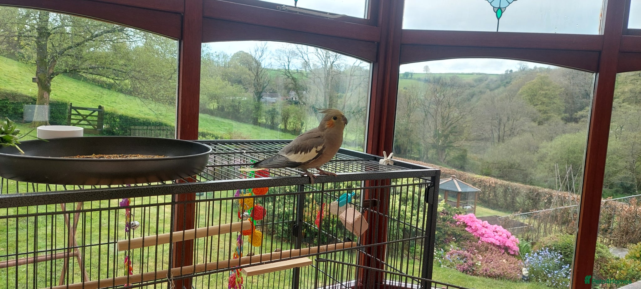 Cockatiels birds for sale: Female cockatiel  - Advert 5