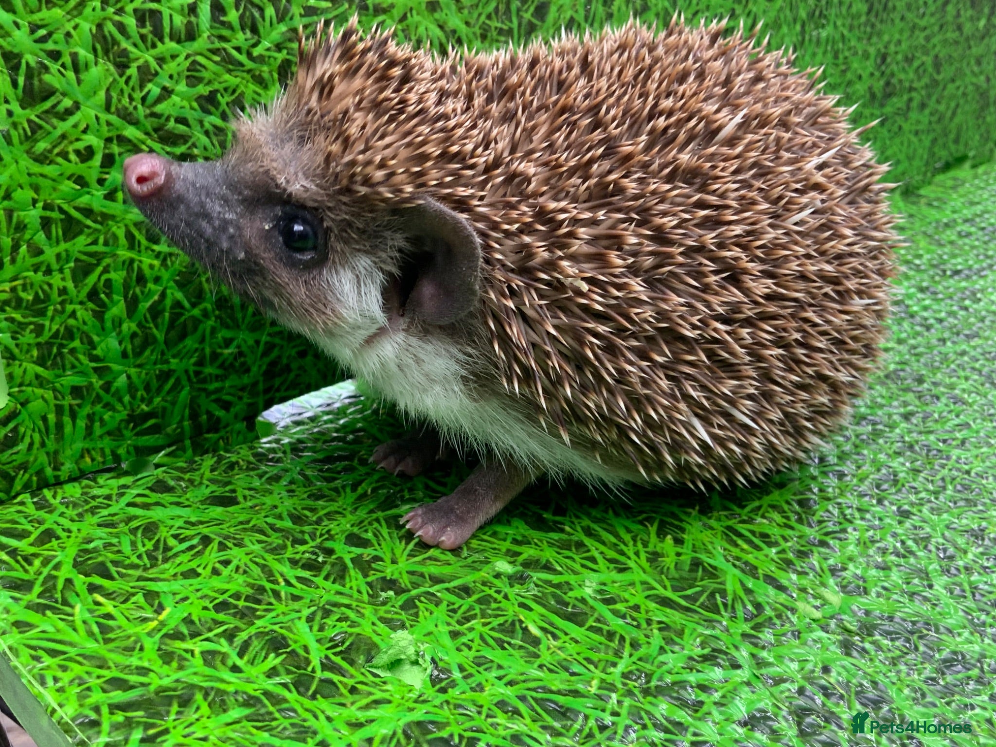 Pygmy Hedgehog rodents African Pygmy Hedghogs  - Advert 3