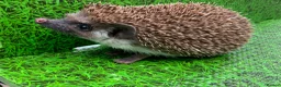Pygmy Hedgehog rodents for sale: African Pygmy Hedghogs  - Advert 1