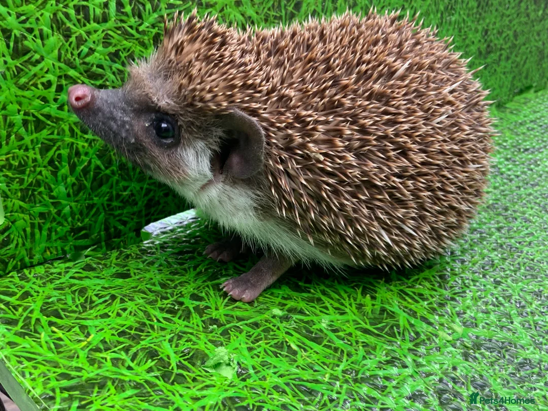 Pygmy Hedgehog rodents for sale: African Pygmy Hedghogs  - Advert 1