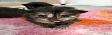 Heavily marked tortie 