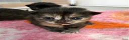 Mixed Breed cats for sale: 3 female mainecoon mix kittens  - Advert 13