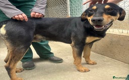 Mixed Breed dogs for adoption: Parker (Hound mix) - Image 9