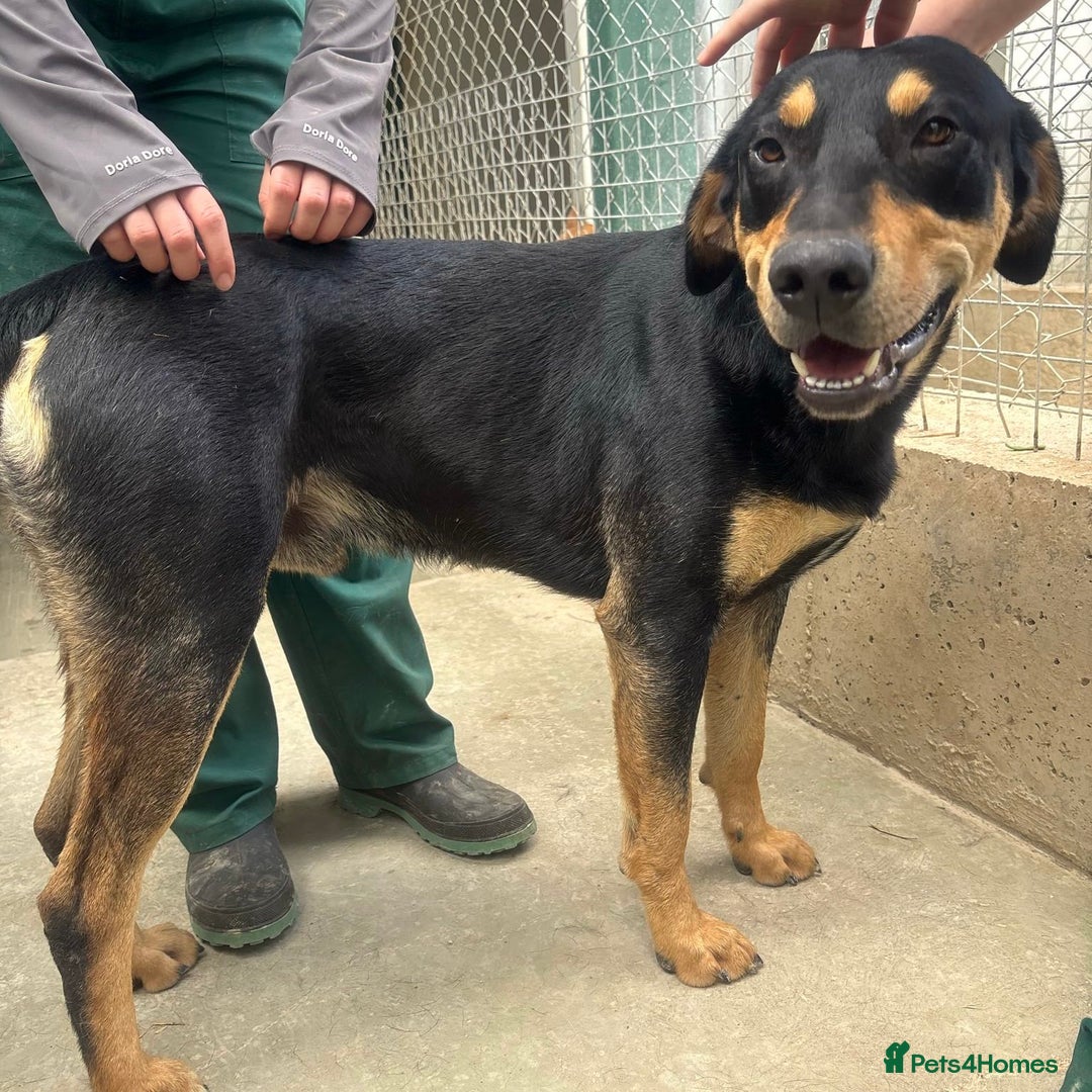 Mixed Breed dogs for adoption: Parker (Hound mix) - Image 9