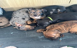 American Bulldog dogs for sale: Stunning Standard American Bulldog Puppies - Image 18
