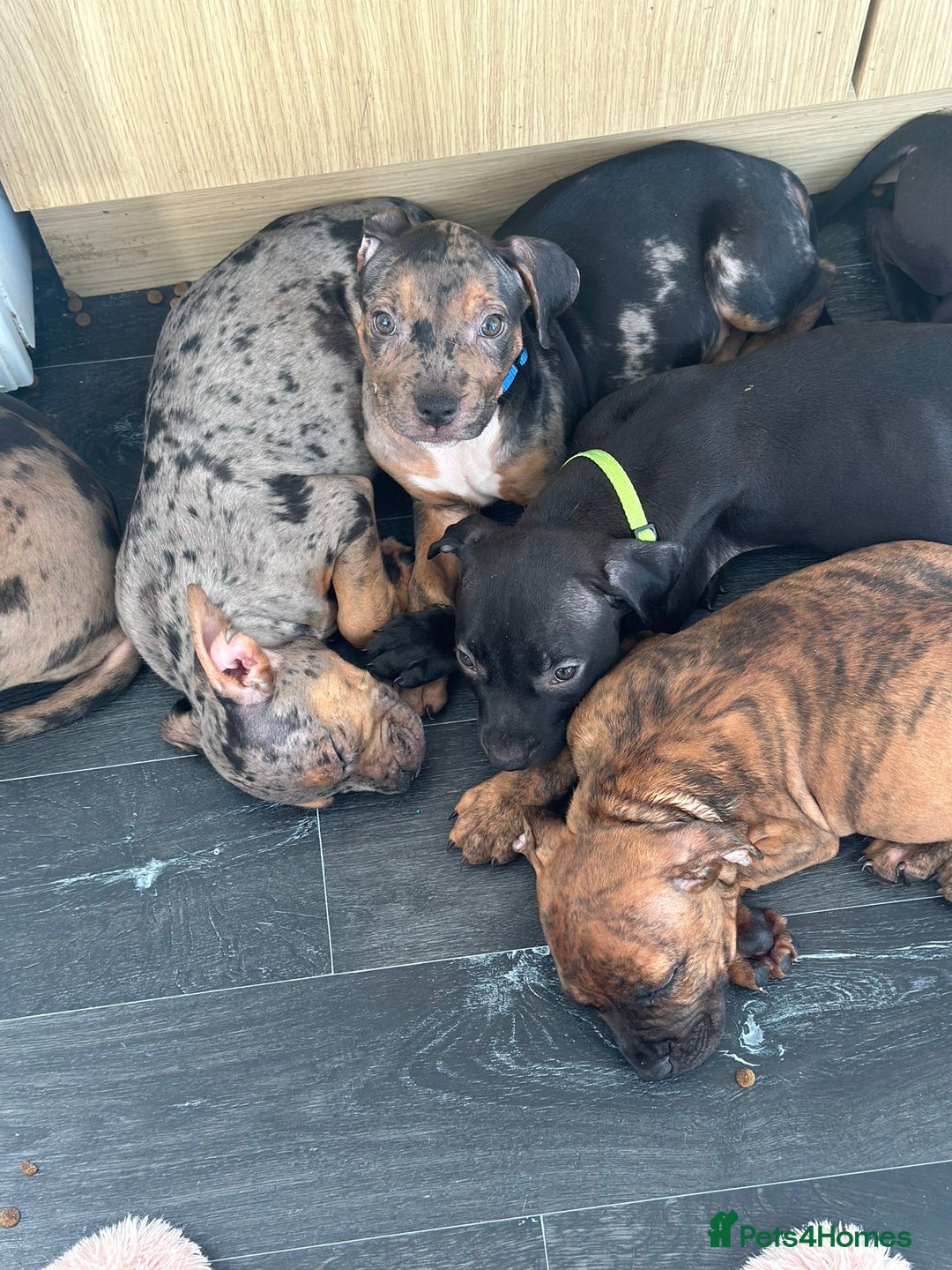 American Bulldog dogs for sale: Stunning Standard American Bulldog Puppies - Image 18
