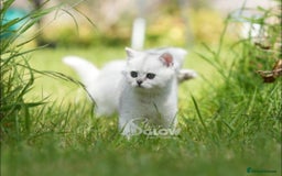 British Shorthair cats for sale: GCCF reg, BSH & BLH kittens in Coventry - Image 2
