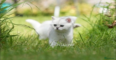 British Shorthair cats in Coventry - Advert 13