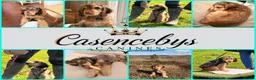 Cocker Spaniel dogs for sale: ❤️WAITING LISTS OPEN FOR DNA CLEAR SHOW SPANIELS - Advert 2