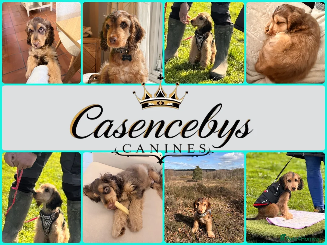 Cocker Spaniel dogs for sale: ❤️WAITING LISTS OPEN FOR DNA CLEAR SHOW SPANIELS - Advert 2