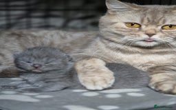 British Shorthair cats for sale: 2 Beautiful British Short Hair kittens - Image 11