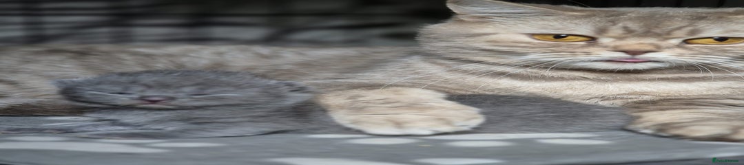 British Shorthair Kitten 1