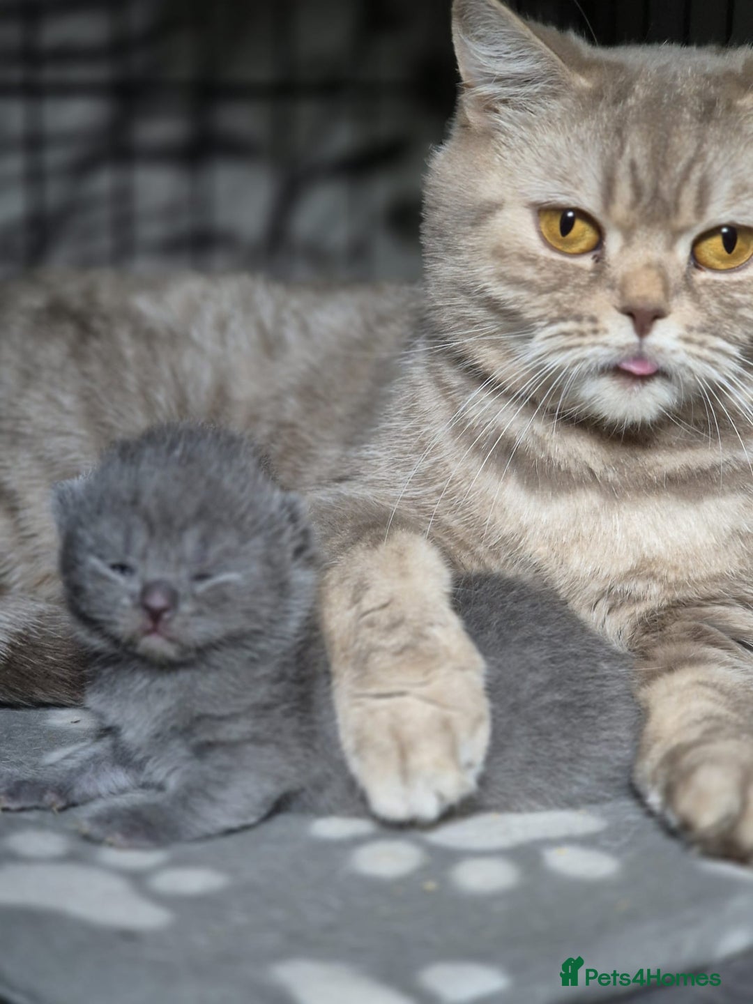 British Shorthair cats for sale: 2 Beautiful British Short Hair kittens - Image 11